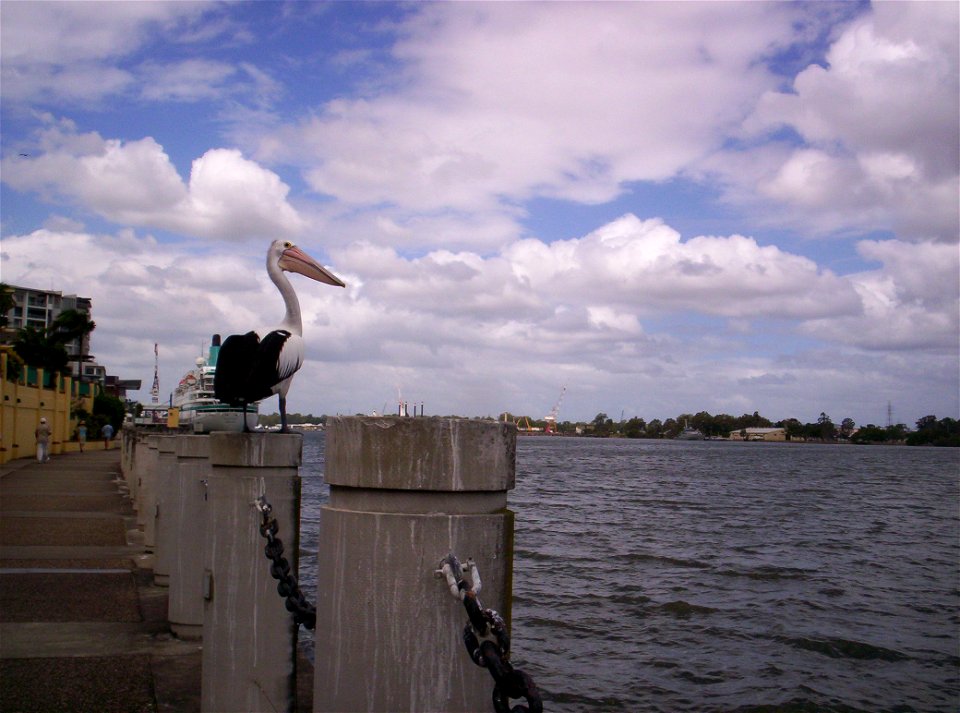 Australian Pelican and visiting ocean liner at Portside Wharf, Queensland, Australia
