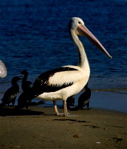he Australian pelican (Pelecanus conspicillatus). Australia, New South Wales. photo