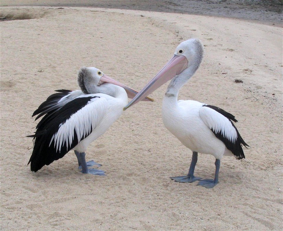 Australian pelican in Cairns. Photograph by Muriel Gottrop.