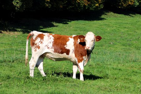 Agriculture farm nature photo