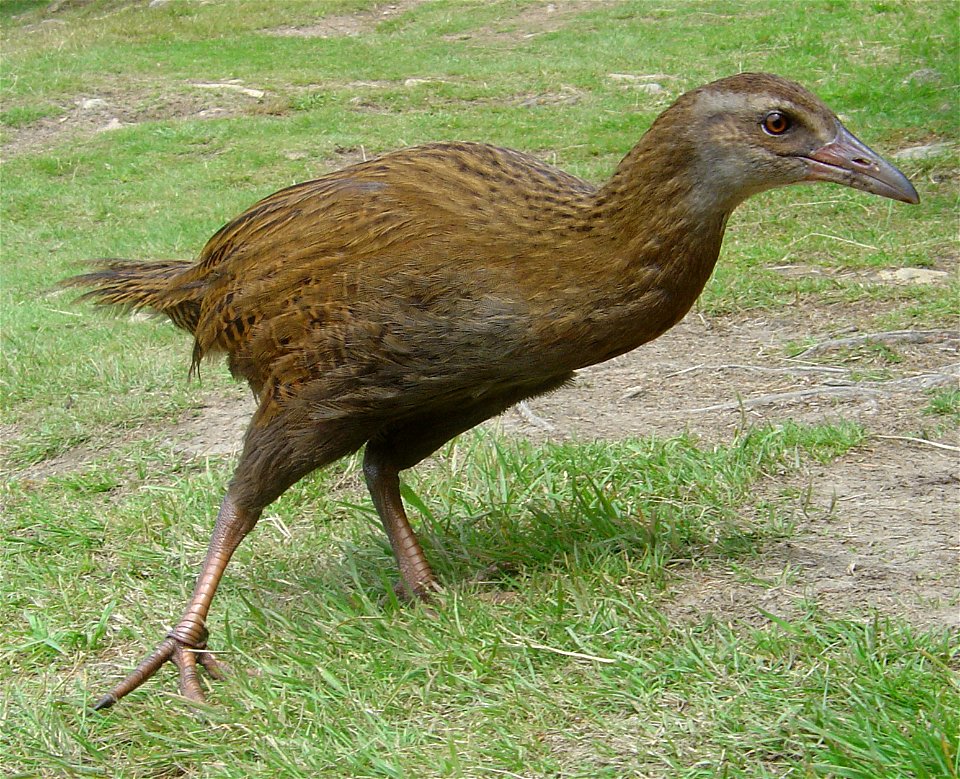 A weka (Gallirallus australis) photographed on the Queen Charlotte track in the Marlborough Sounds in New Zealand.