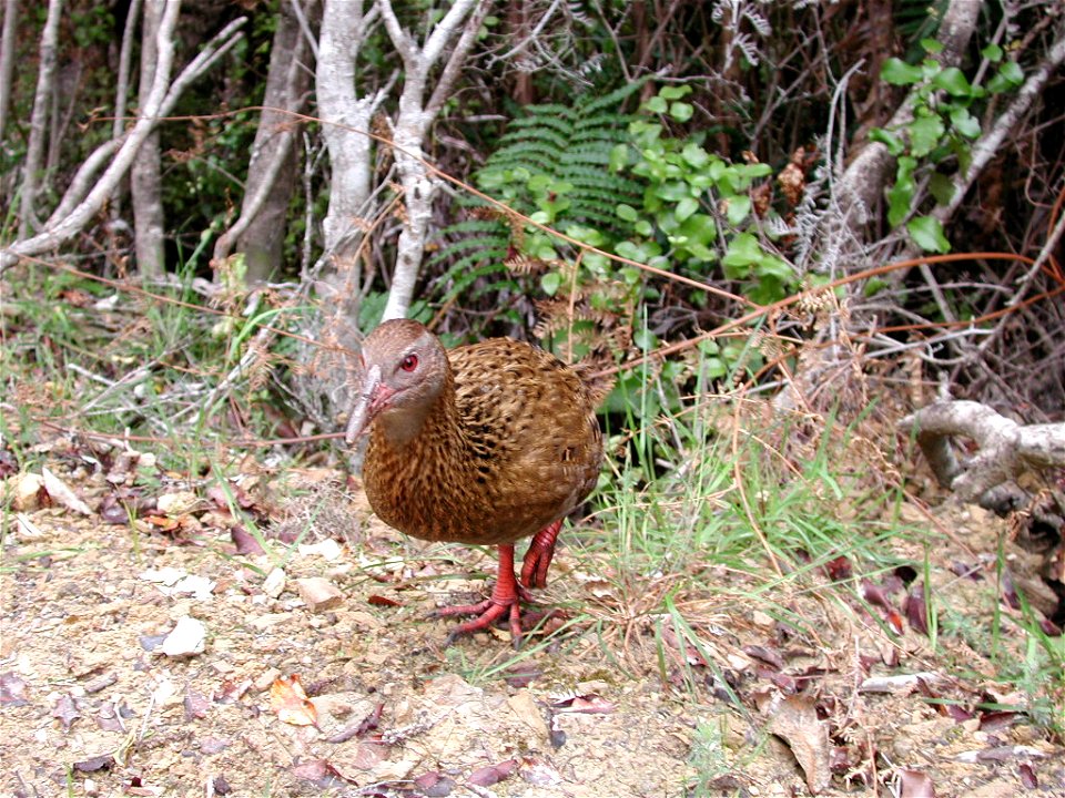 Weka emerging from bush onto Queen Charlotte Track
