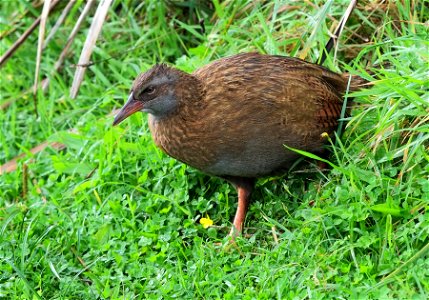 Weka wandering out of the thicket (near Westport, New Zealand)