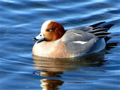 Eurasian Wigeon in Lake Yamanaka, Yamanashi, Japan.