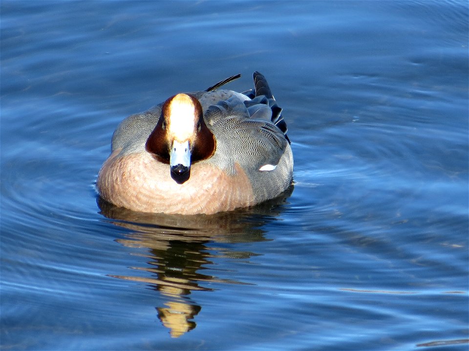 Eurasian Wigeon in Lake Yamanaka, Yamanashi, Japan.