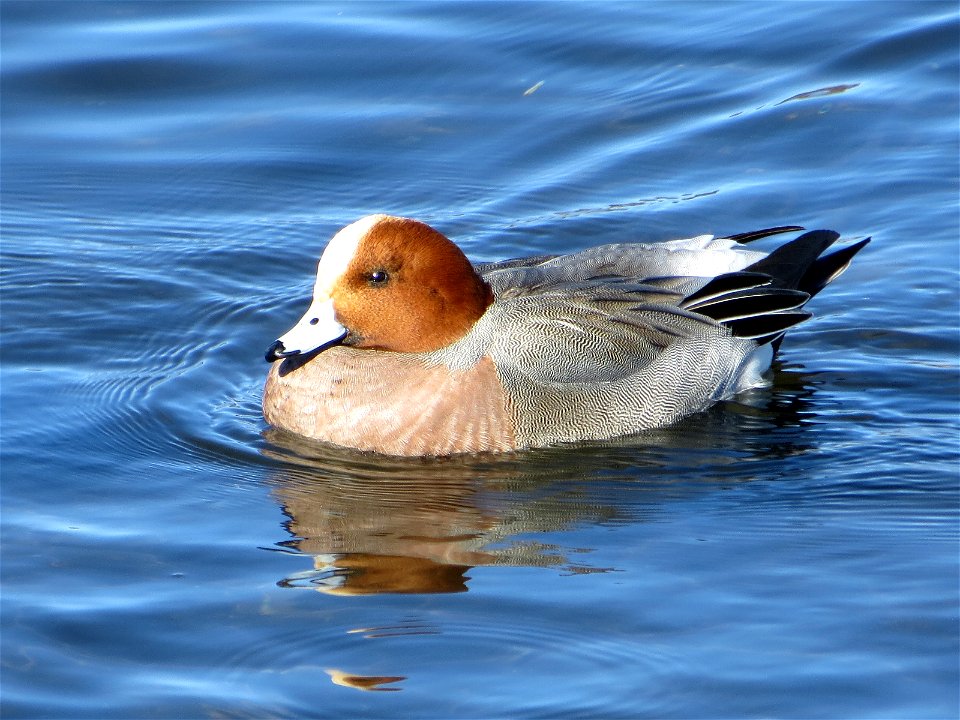 Eurasian Wigeon in Lake Yamanaka, Yamanashi, Japan.