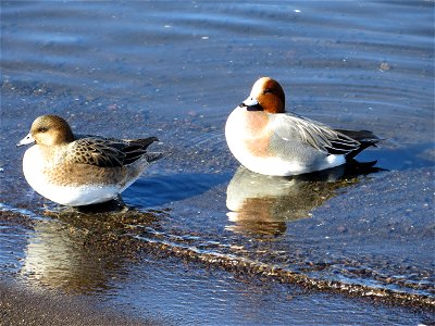 Eurasian Wigeon (female left; male right) in Lake Yamanaka, Yamanashi, Japan.