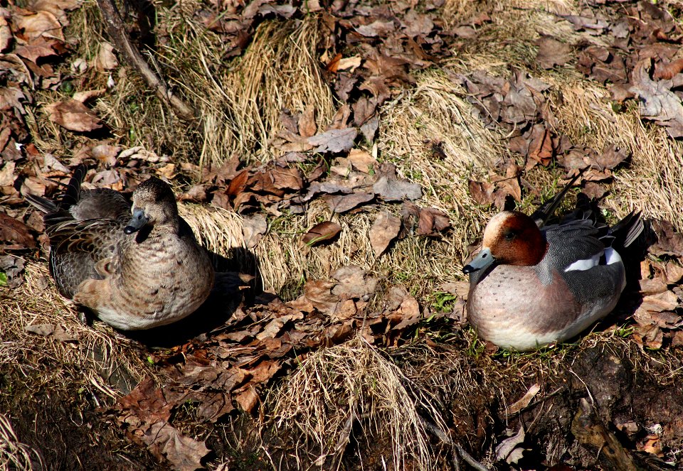 Eurasian widgeon couple (Anas penelope) in Hupisaaret islands park in Oulu.