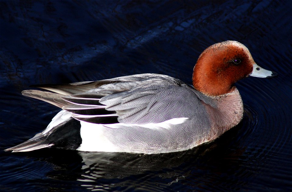 A male Eurasian Wigeon Anas penelope in Hupisaaret islands park in Oulu.
