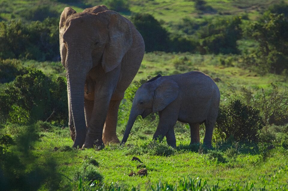 Walking animal addo
