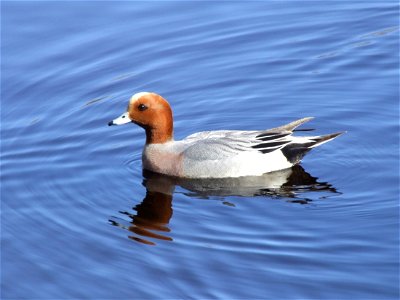 Male wigeon, Hupisaaret park, Oulu, Finland
