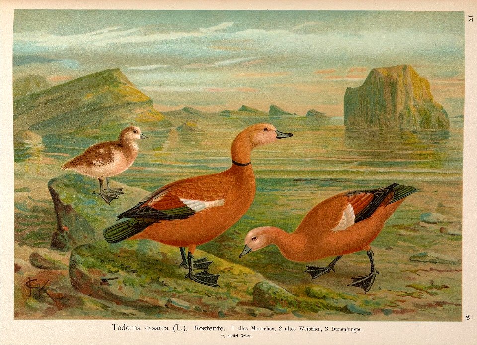 Naturgeschichte der Vögel Mitteleuropas
Gera-Untermhaus,F.E. Köhler,1897-1905 [v.1, 1905]

<a href="https://biodiversitylibrary.org/page/34554713" rel="noreferrer nofollow">biodiversitylibrary.o
