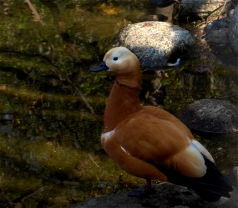 Ruddy Shelduck (Tadorna ferruginea in Latin) in Skansen in Stockholm. Photographed and edited in PhotoFiltre by me in spring 2008. photo