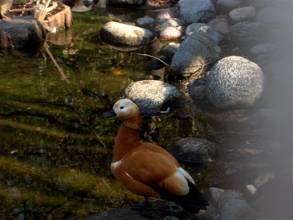 Ruddy Shelduck (Tadorna ferruginea in Latin) in Skansen in Stockholm. Photographed by me in spring 2008.