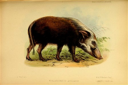 Proceedings of the Zoological Society of London (Mammalia Plate LIX) (7629998378)