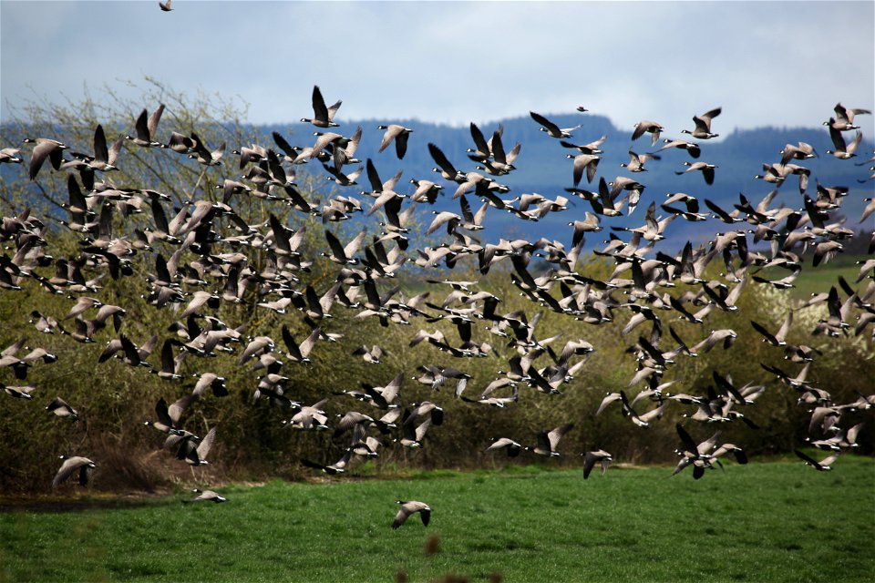 Cackling Geese near Baskett Slough National Wildlife Refuge. You are free to use this photo with the following credit: Joseph Sands, USFWS