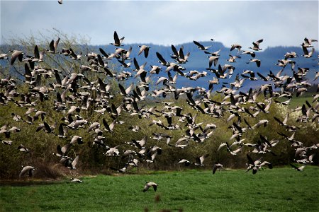 Cackling Geese near Baskett Slough National Wildlife Refuge. You are free to use this photo with the following credit: Joseph Sands, USFWS