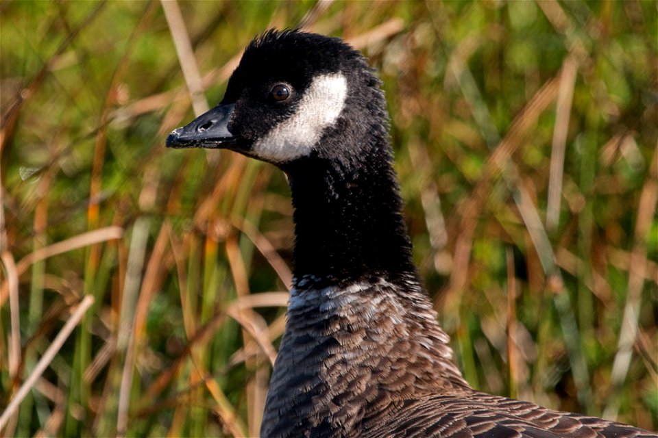 Cackling Goose You are free to use this image with the following photo credit: Peter Pearsall/U.S. Fish and Wildlife Service photo