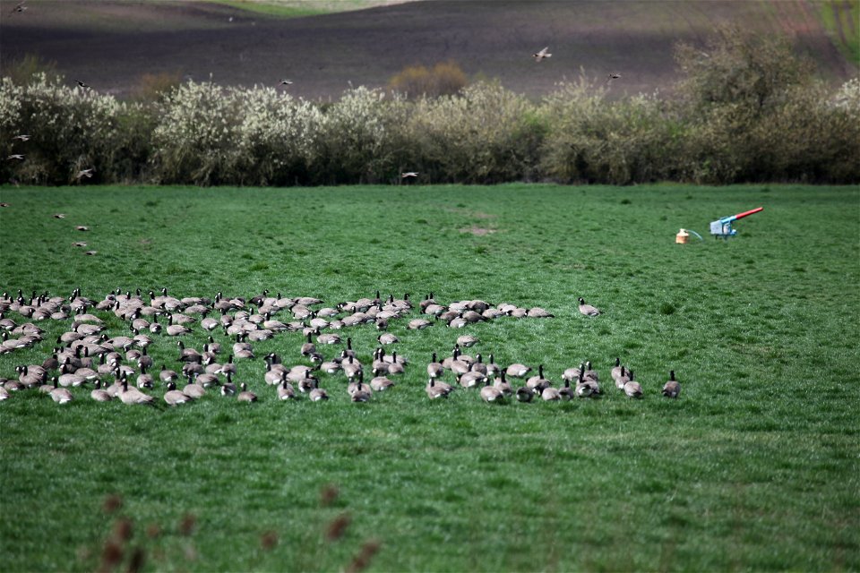 Cackling Geese near Baskett Slough National Wildlife Refuge. You are free to use this photo with the following credit: Joseph Sands, USFWS photo