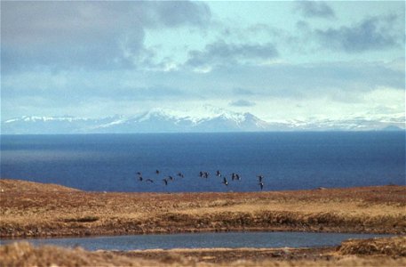 Aleutian Cackling Geese in Flight Over Amchitka Island [1] photo