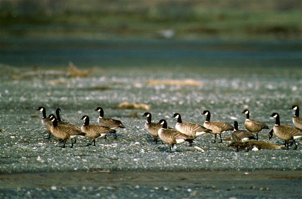 A group of Aleutian Cackling Geese photographed on Kodiak Island.