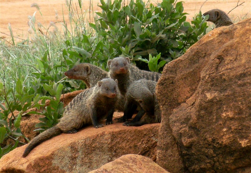 Mungos mungo dans le parc Tsavo east au Kenya