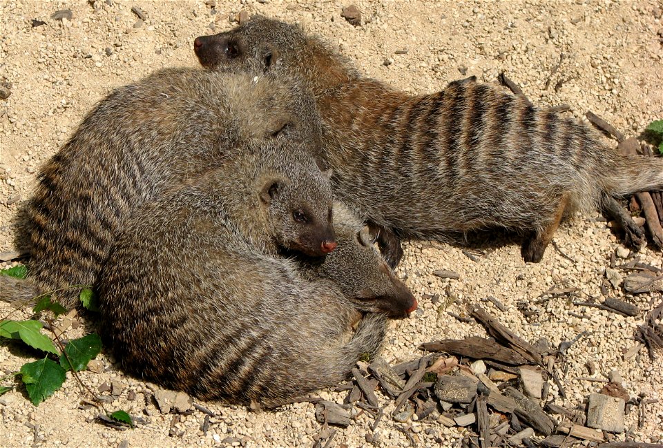Banded Mongoose Mungos mungo at  the Cotswold Wildlife Park, Oxfordshire, England.