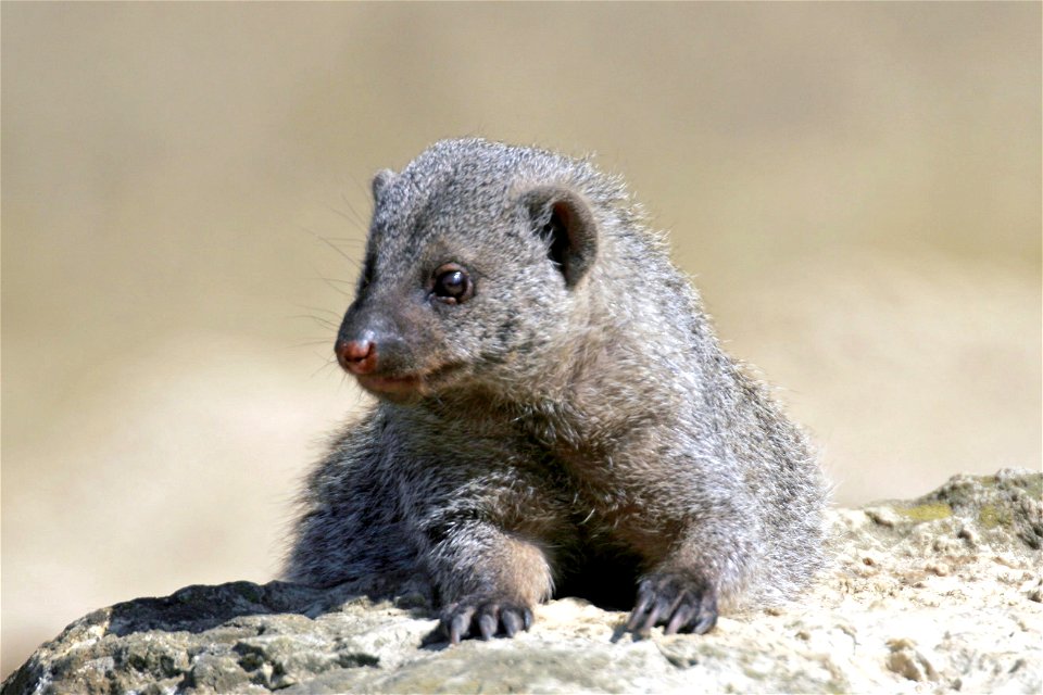 Banded Mongoose Cotswold Wildlife Park