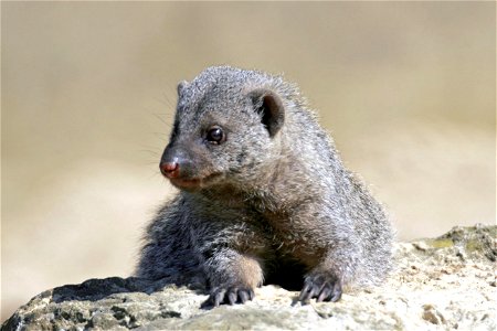 Banded Mongoose Cotswold Wildlife Park