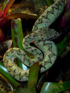 Greifschwanz-Lanzenotter (Bothriechis schlegelii), Weibchen, im Terrarium fotografiert