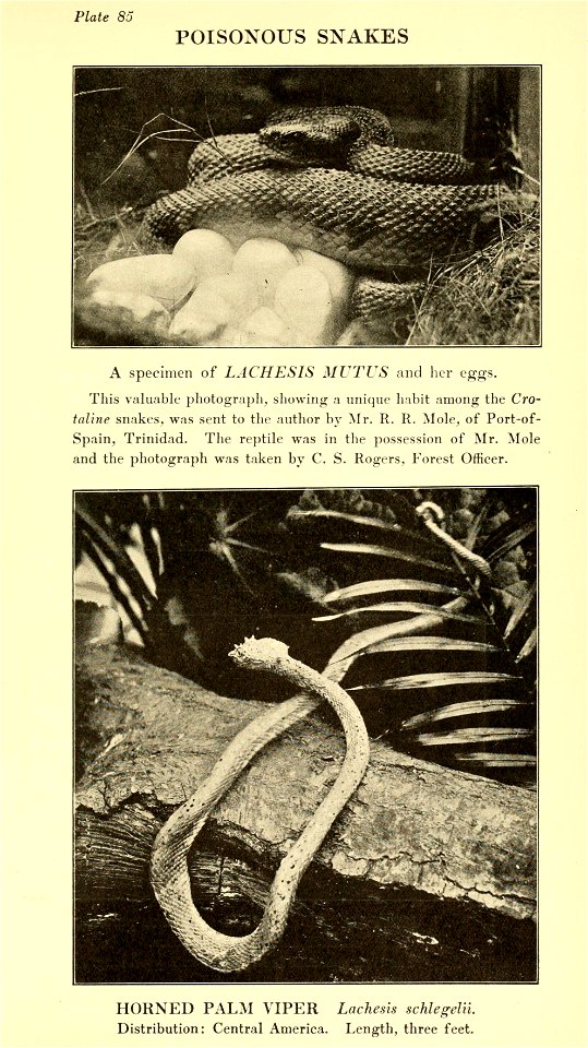 Reptiles of the world : tortoises and turtles, crocodilians, lizards and snakes of the eastern and western hemispheres / by Raymond L. Ditmars.