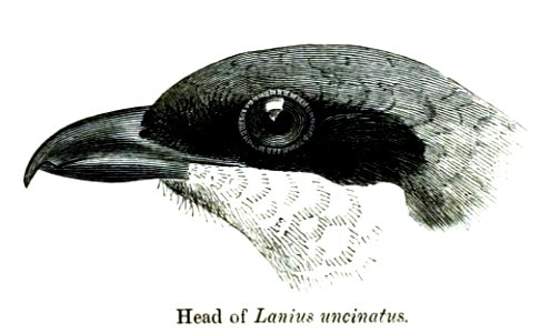The head of Lanius meridionalis uncinatus