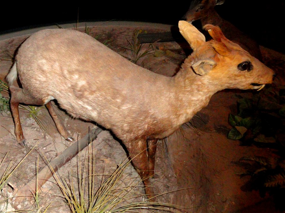 Taxidermy exhibit in the Kunming Natural History Museum of Zoology (昆明动物博物馆), Kunming, Yunnan, China.