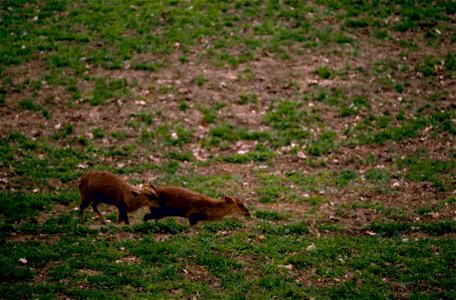 Image title: Muntjac or barking or mastreani deer mammals muntiacus reevesi
Image from Public domain images website, http://www.public-domain-image.com/full-image/fauna-animals-public-domain-images-pi