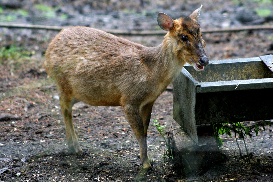 Reeves's Muntjac (Muntiacus reevesi), at the New Forest Otter, Owl and Wildlife Park (Hampshire, England).