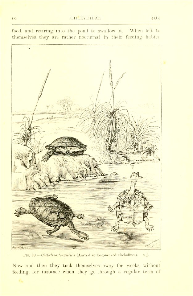Amphibia and reptiles /  by Hans Gadow.