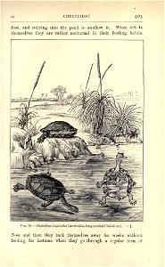 Amphibia and reptiles,  by Hans Gadow.