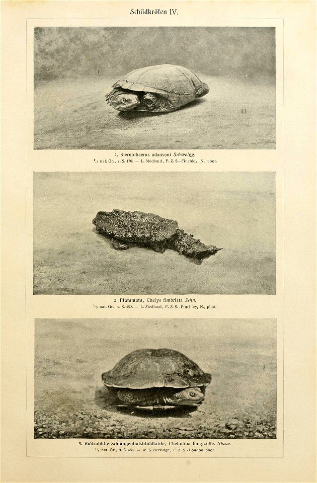 Schildkröten IV. 1. Sternoiliaerus adansoni Schweigg. Vs nat. Gr., s. S. 470. - L. Medland, F. Z. S.-Finchley, N., phot. 2. lllütamüta, Chelys fimbriata Sehn. '/9 nat. Gr., s. S. 4S0. - L. Medland