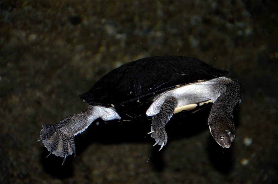 Common snakeneck turtle, Australian long-necked terrapin