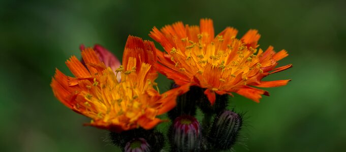 Flower flora orange