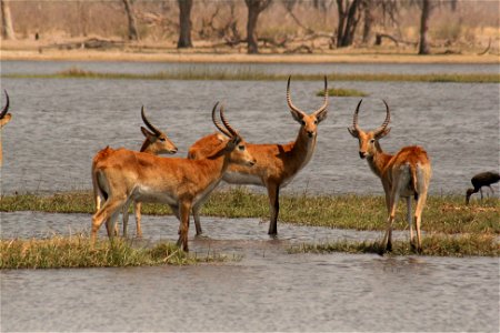 Red Lechwe in a lagoon in the Okavango.