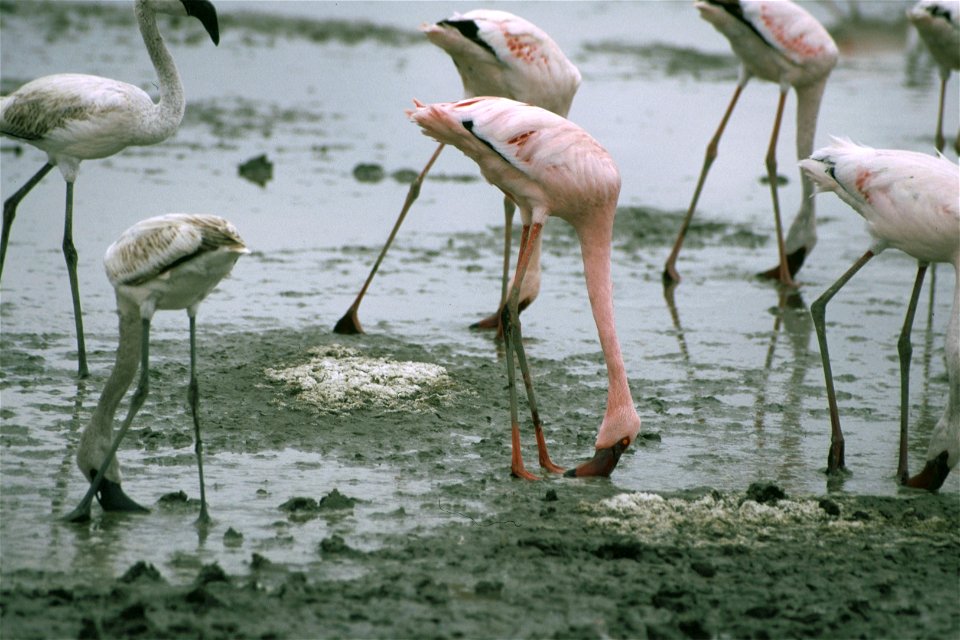 Lesser Flamingos Phoeniconaias minor feeding in mud.  Taken on safari in Tanzania.