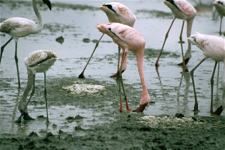 Lesser Flamingos Phoeniconaias minor feeding in mud. Taken on safari in Tanzania. photo