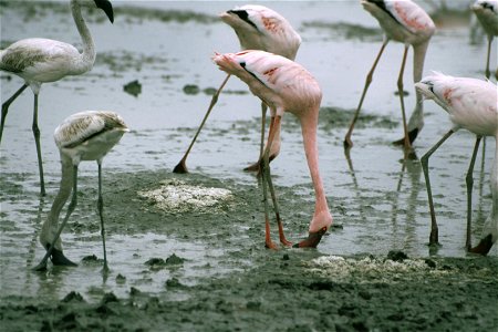 Lesser Flamingos Phoeniconaias minor feeding in mud.  Taken on safari in Tanzania.