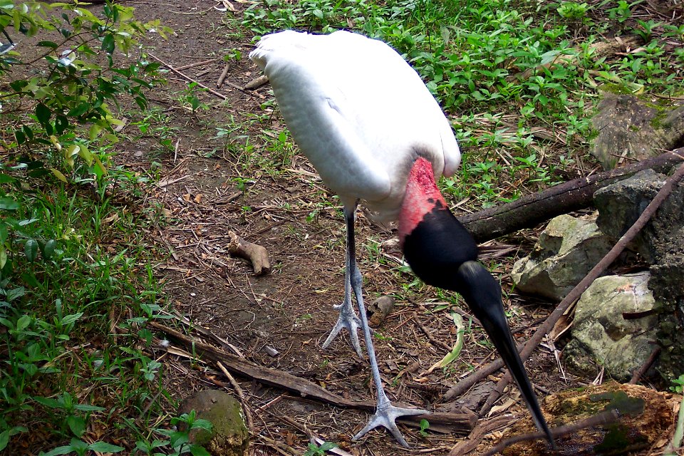 A Jabiru stork, taken at the en:Belize Zoo.

This image was taken by me, with my camera, and is released to the public domain.