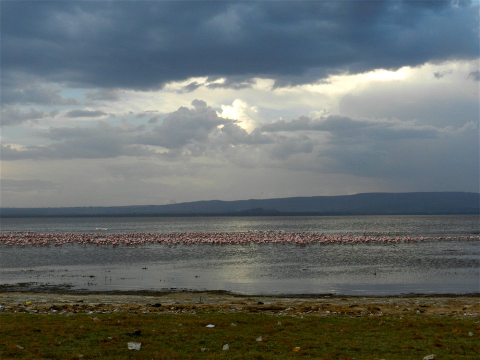 Flamingos on Lake Nakuru.