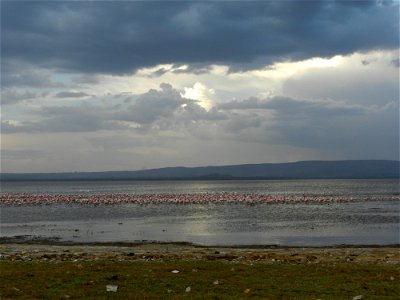 Flamingos on Lake Nakuru.
