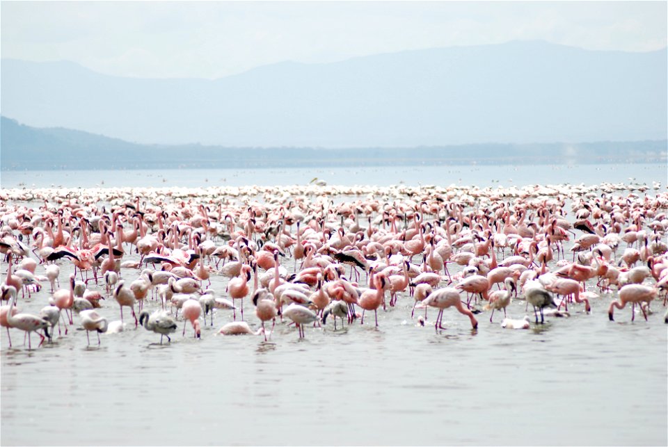 There is a sea of Millions of Flamingos at lake Nakuru. Its one of the best scenes the tourist can have as soon as they come in the Lake Nakuru National Park.