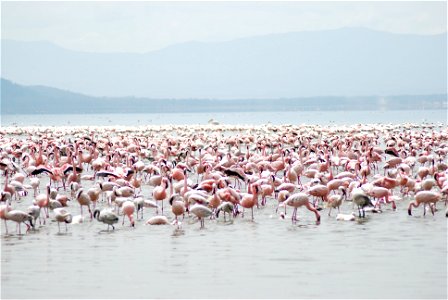 There is a sea of Millions of Flamingos at lake Nakuru. Its one of the best scenes the tourist can have as soon as they come in the Lake Nakuru National Park.
