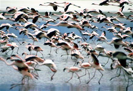 Lesser flamingos taking off en masse. Taken on safari in Tanzania. photo